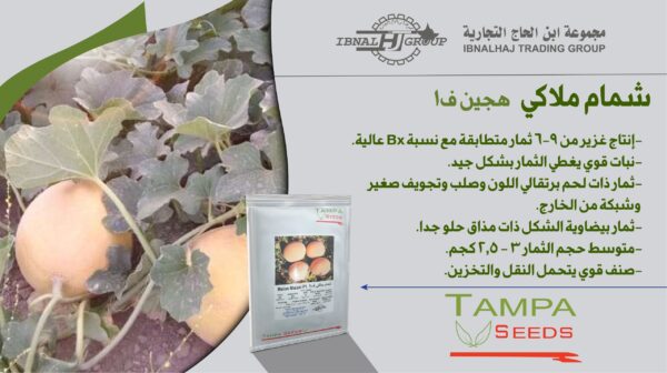 شمام ملاكي