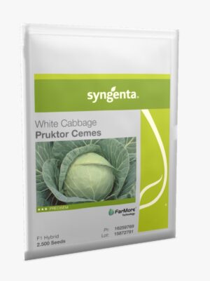 White Cabbage